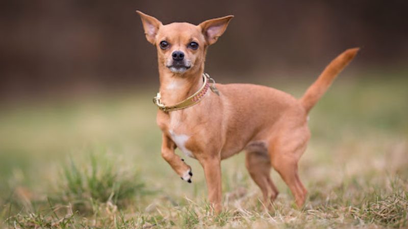 سگ پودل مینیاتوری