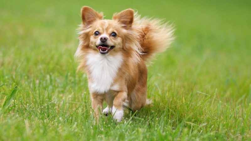 سگ پودل مینیاتوری