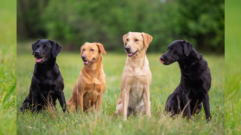 لابرادور رتریور (Labrador Retriever)