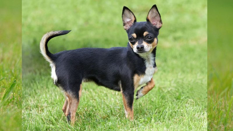 Chihuahua: چی‌هواهوا (Chihuahua)