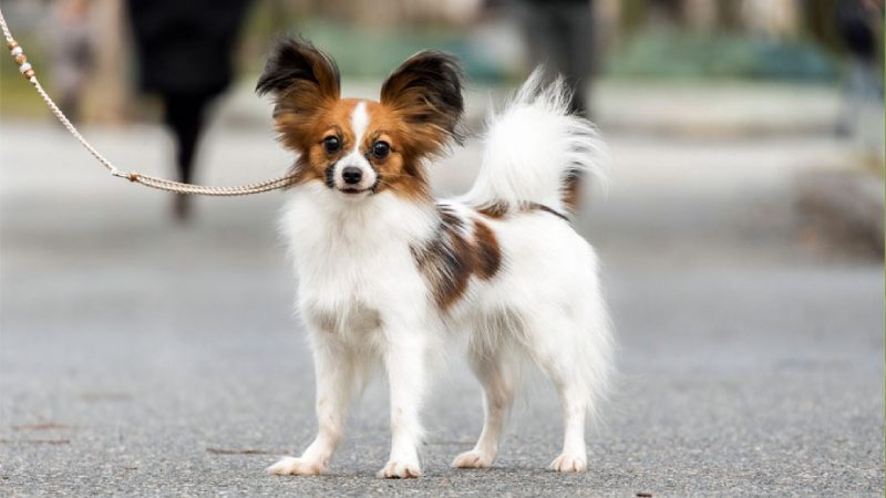 پاپیون: پاپیون (Papillon)