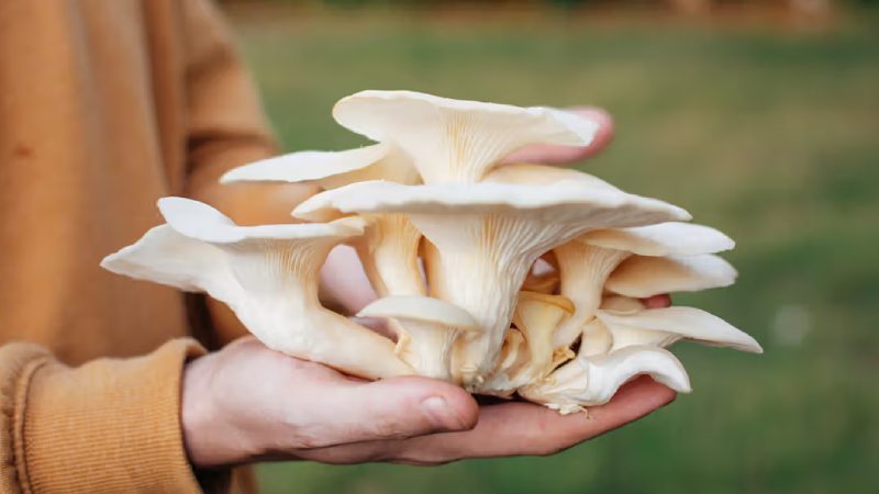 قارچ صدفی (Oyster Mushroom)